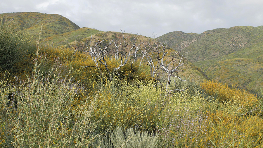 image of a mountain, covered in green and yellow plant life, with the branches of a larger dead shrub in the center